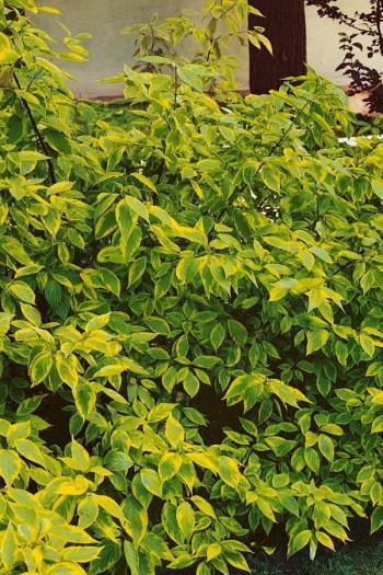 Дерен белый Спаети | Cornus alba Spaethii | Дерен білий Спаєті